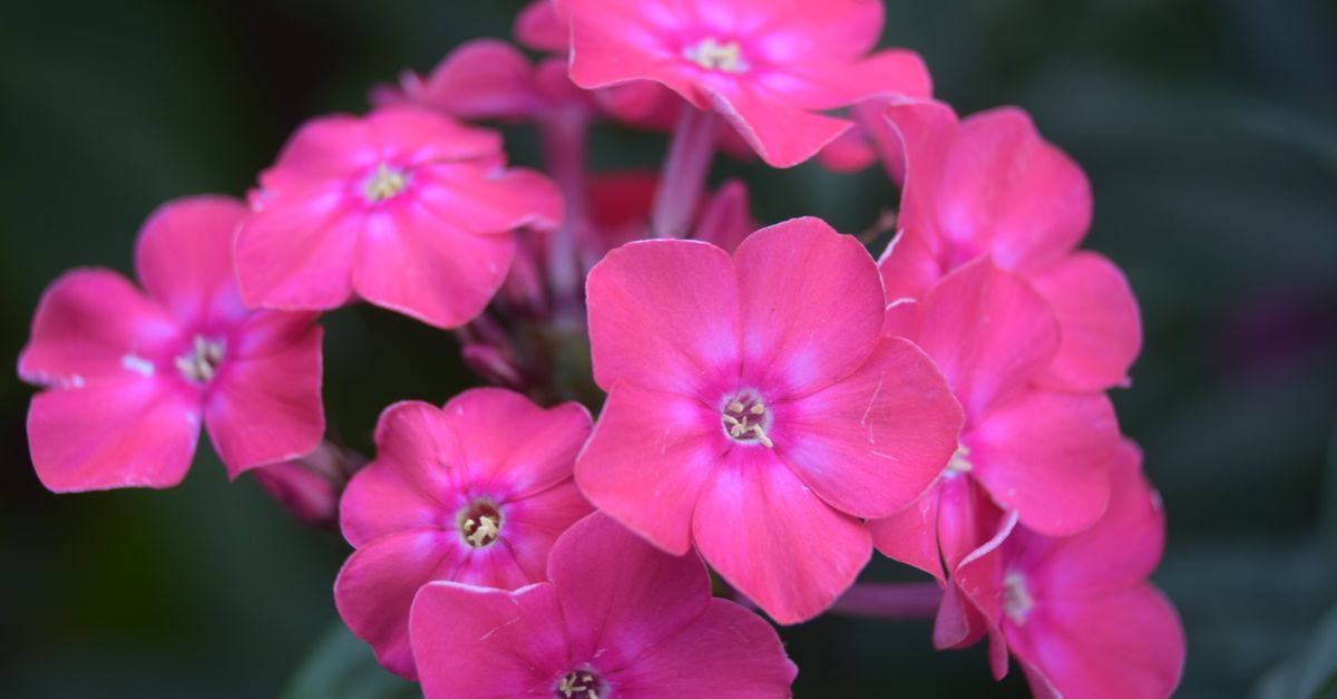 Close-up of vibrant pink phlox flowers in full bloom showcasing their delicate petals and vivid color.